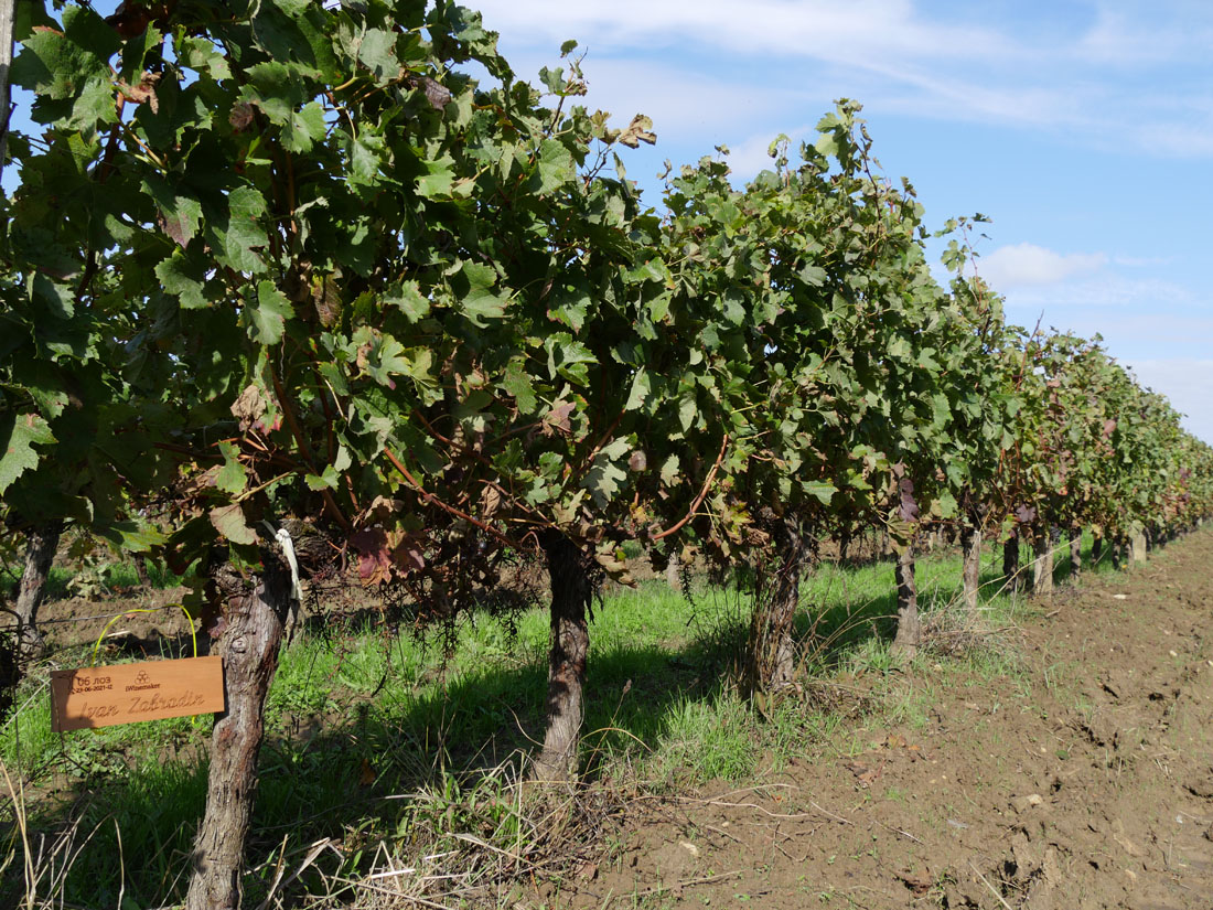 Виноградник на урожай